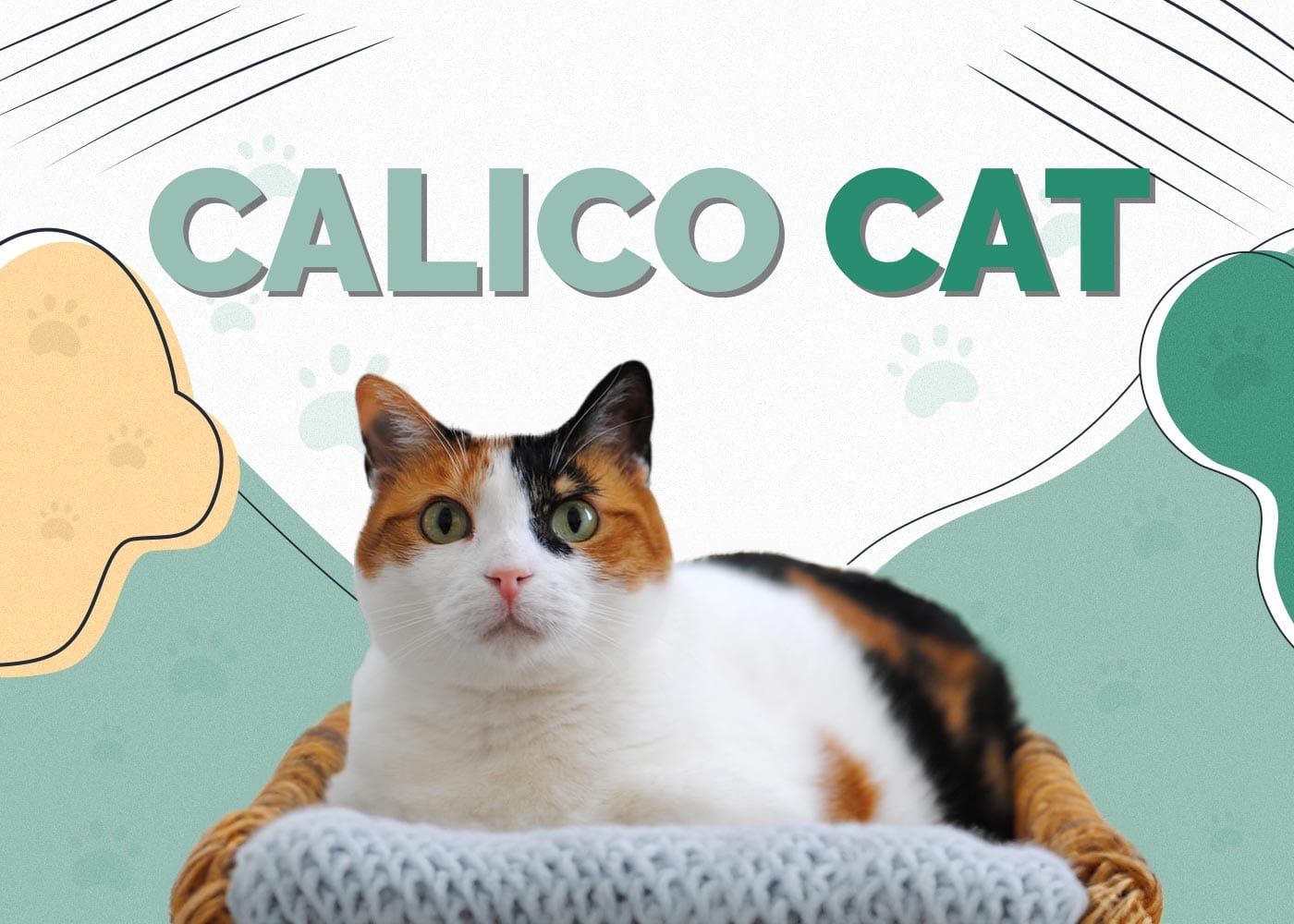 Calico Cat: Facts, Pictures, & Traits (With Pictures)