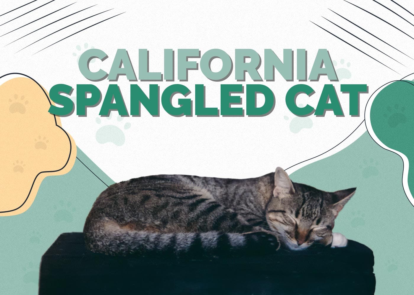 California Spangled Cat