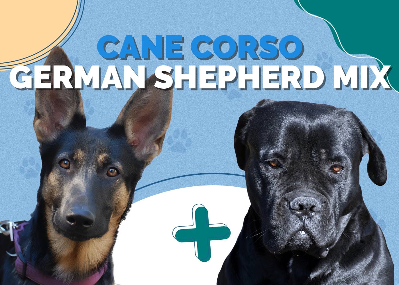 Cane Corso German Shepherd Mix: Info, Pictures, Characteristics & More