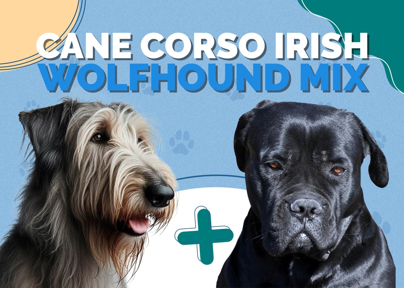 Cane Corso Irish Wolfhound Mix: Info, Pictures, Traits & Facts
