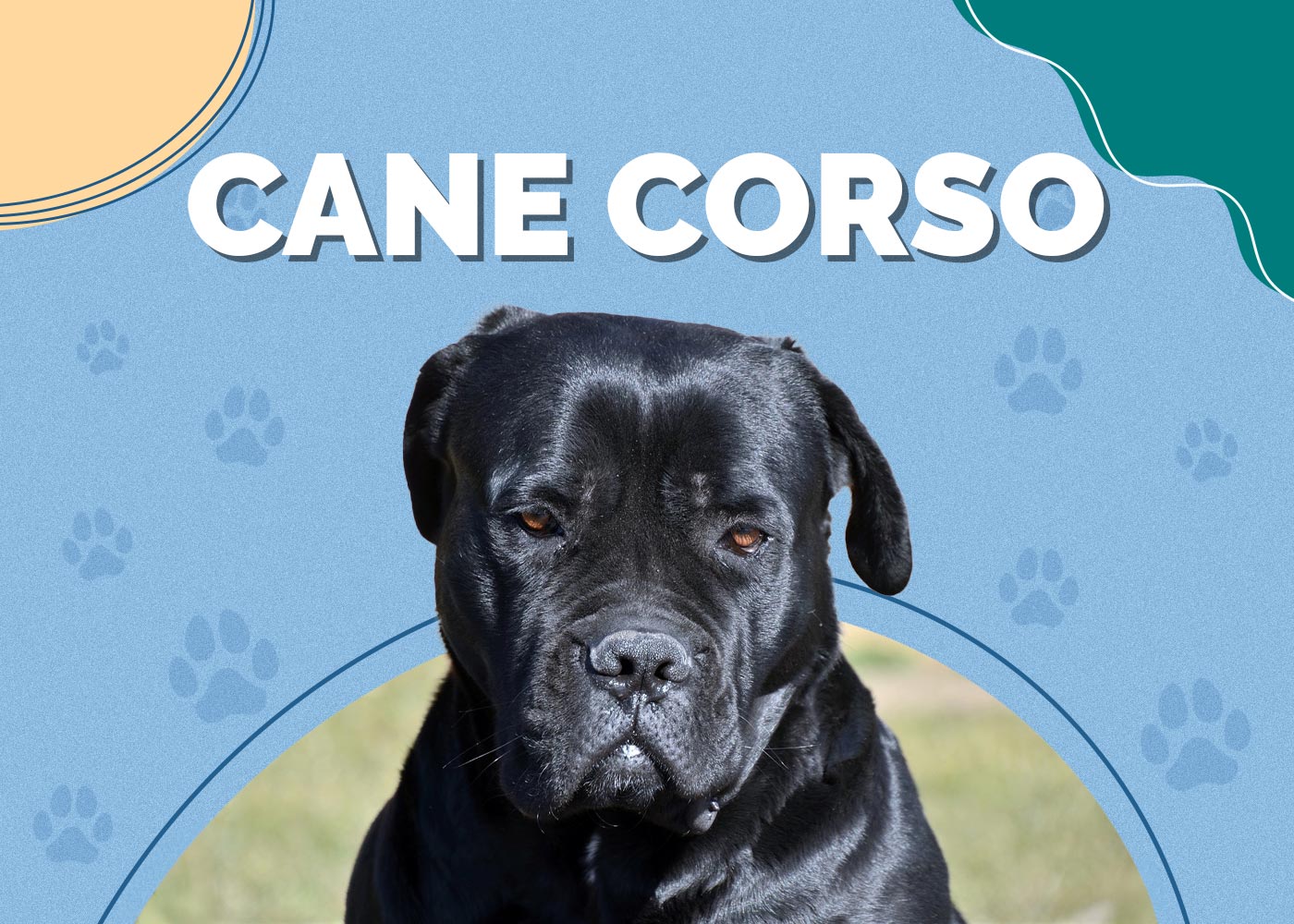 Cane Corso Dog Breed: Info, Pictures, Temperament & More