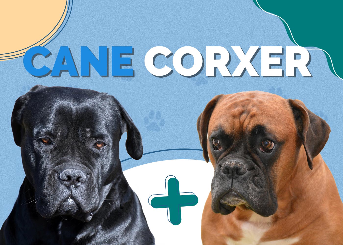 Cane Corxer (Cane Corso & Boxer Mix) Info, Pictures, Traits & More