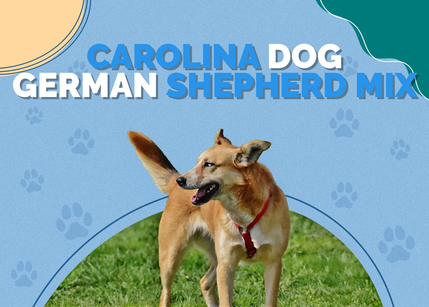 Carolina Dog German Shepherd Mix: Info, Pictures, Characteristics & More