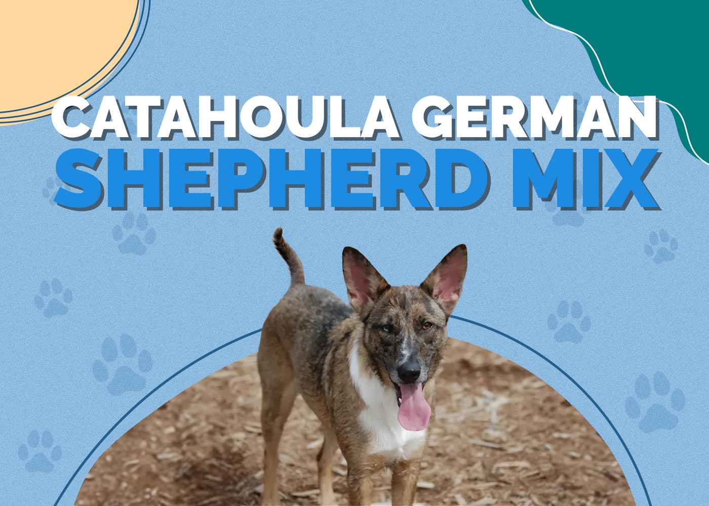 Catahoula German Shepherd Mix: Info, Pictures, Temperament & Traits