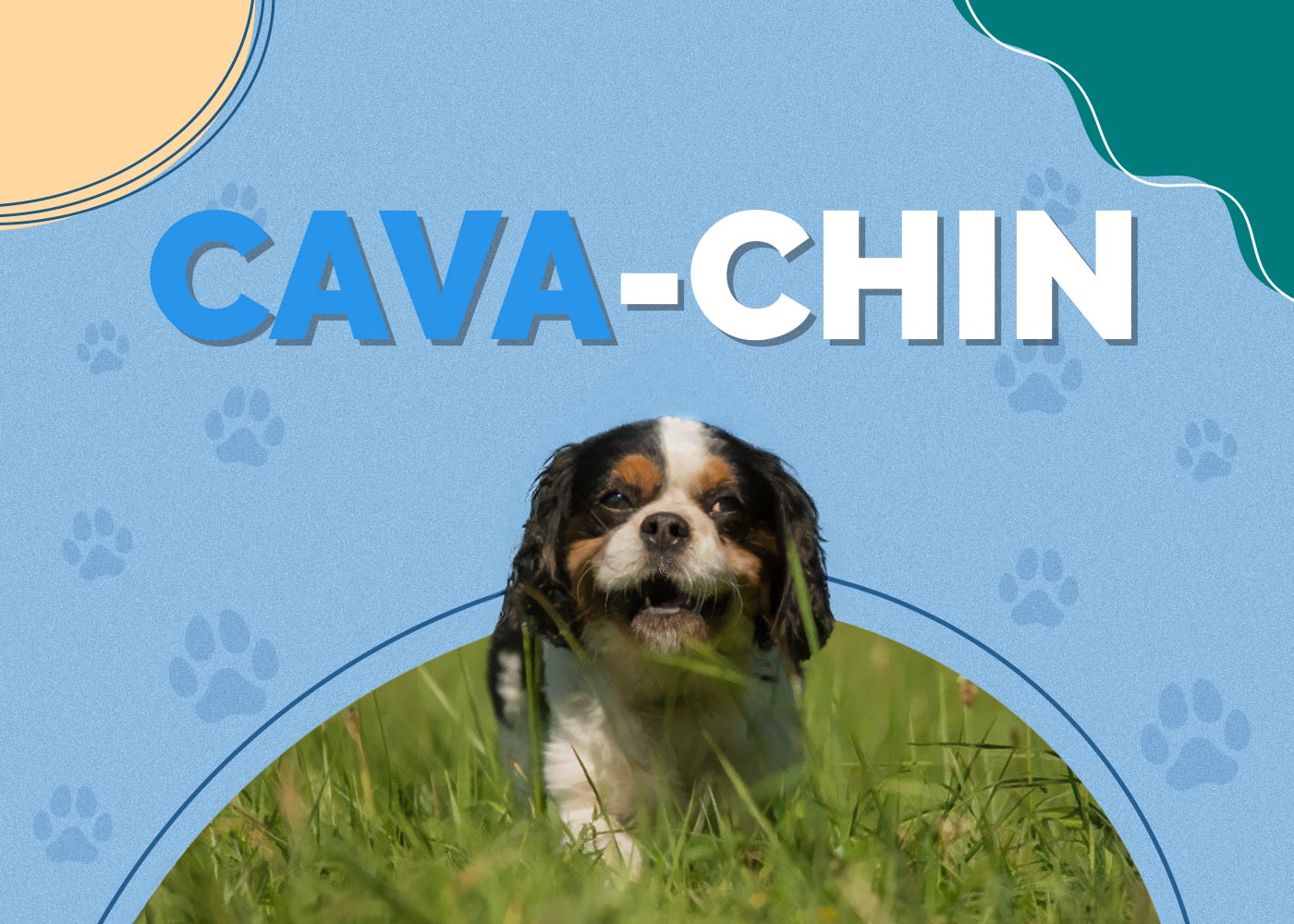 Cava-Chin | Dog Breed Info: Pictures, Personality & Facts