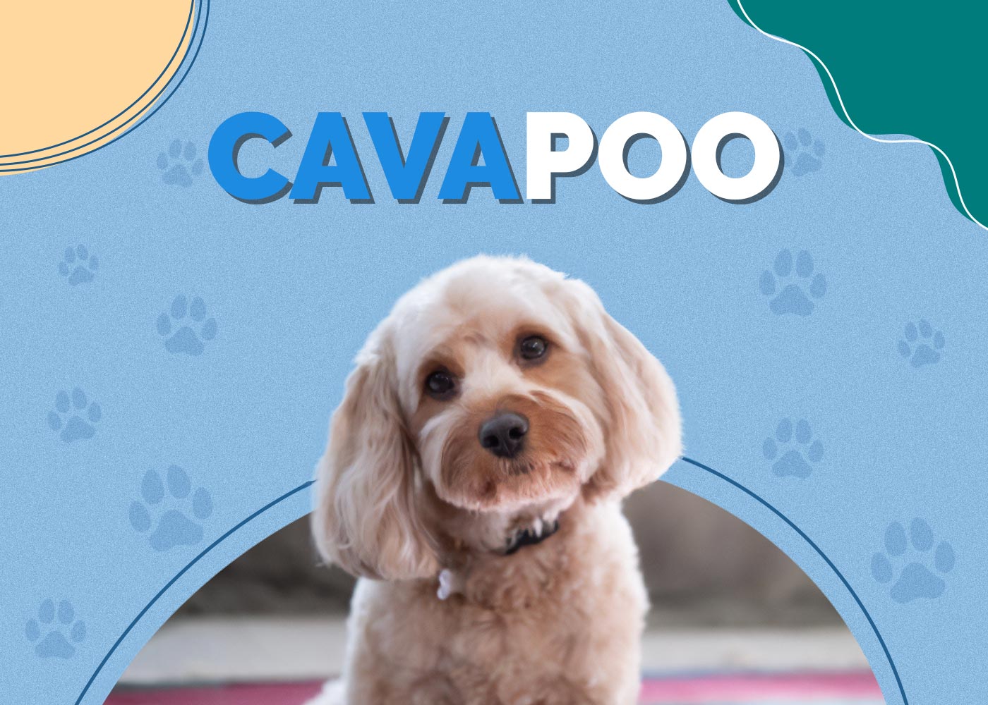 Cavapoo (Cavalier King Charles/Poodle Mix) Breed Info, Pictures, Care & More