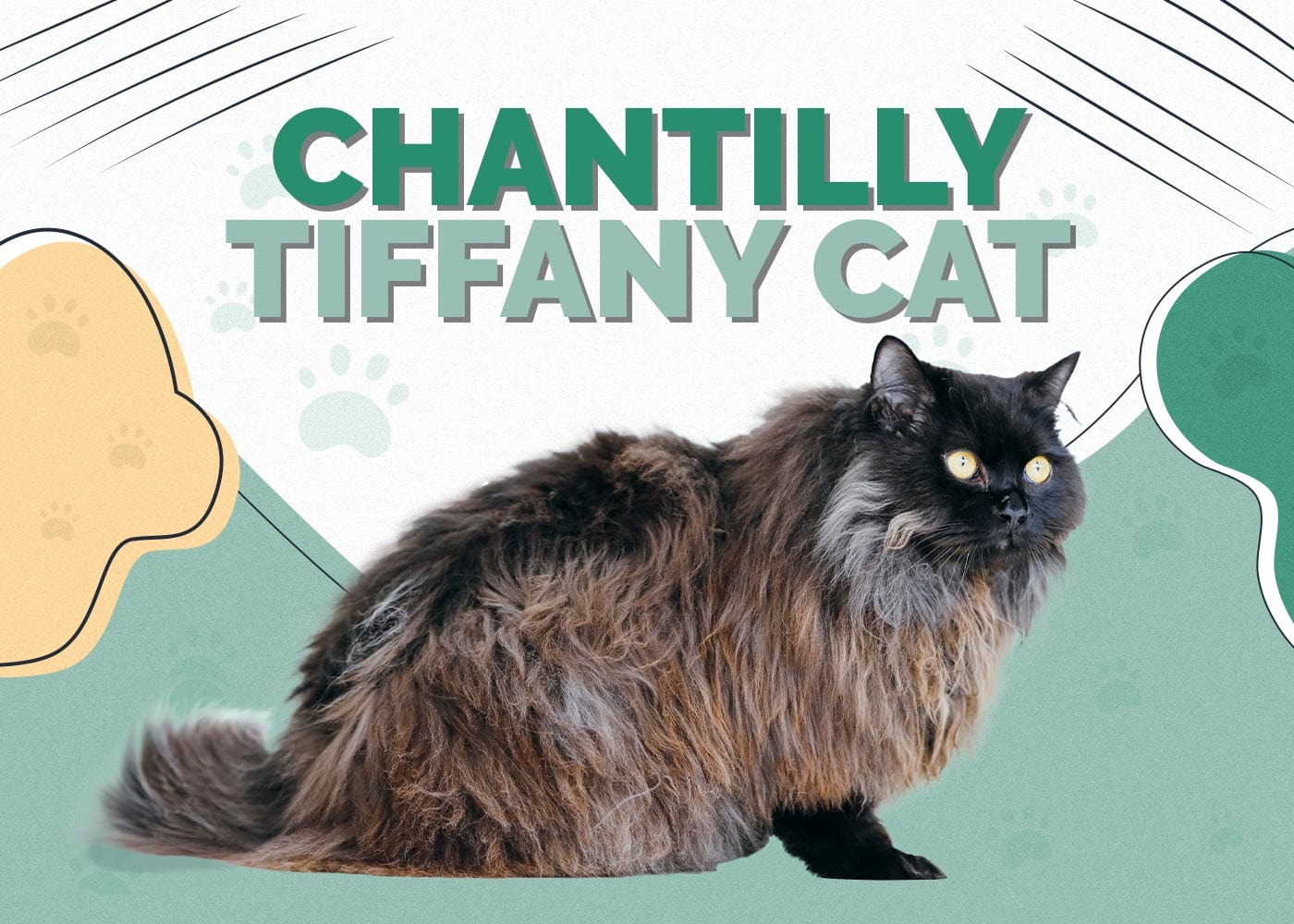 Chantilly-Tiffany Cat: Info, Pictures, Characteristics & Facts
