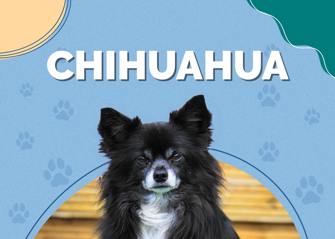 Chihuahua | Dog Breed Info: Pictures, Characteristics & Facts