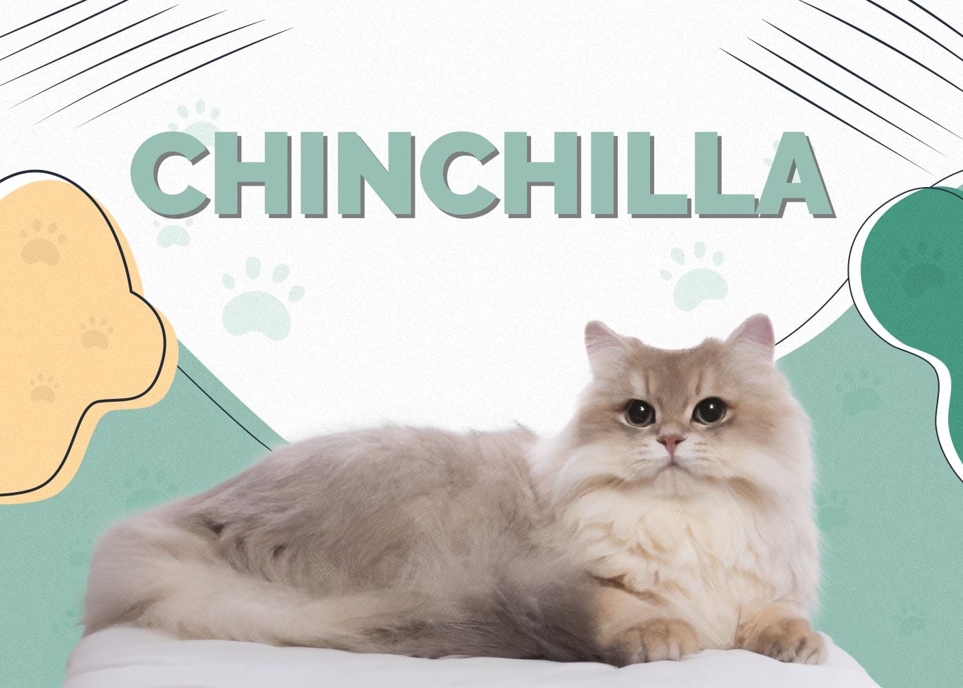 Chinchilla Cat Breed: Info, Pictures, Care, Traits & Facts