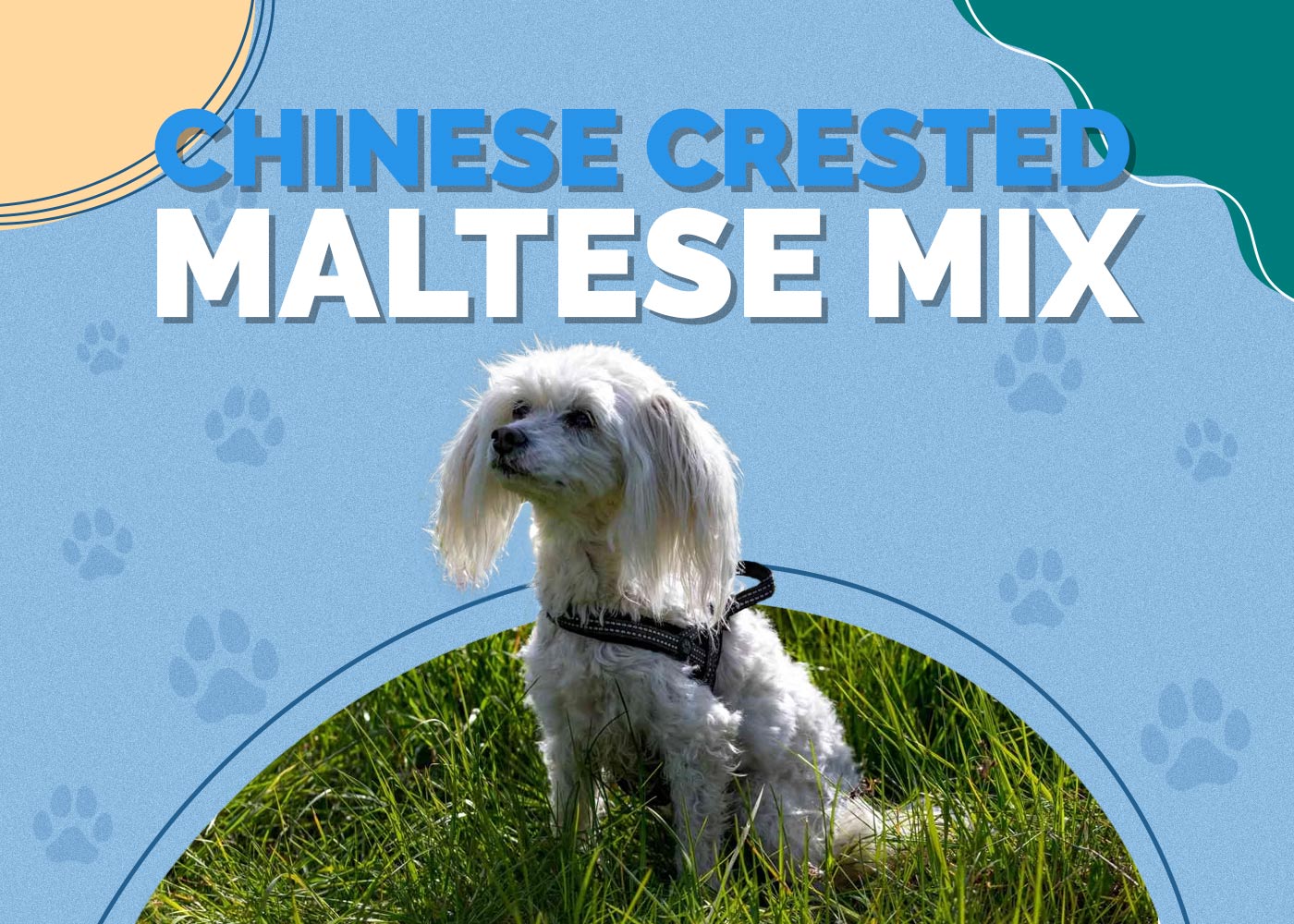 (Crested Malt) Chinese Crested Maltese Mix: Info, Pictures & Characteristics