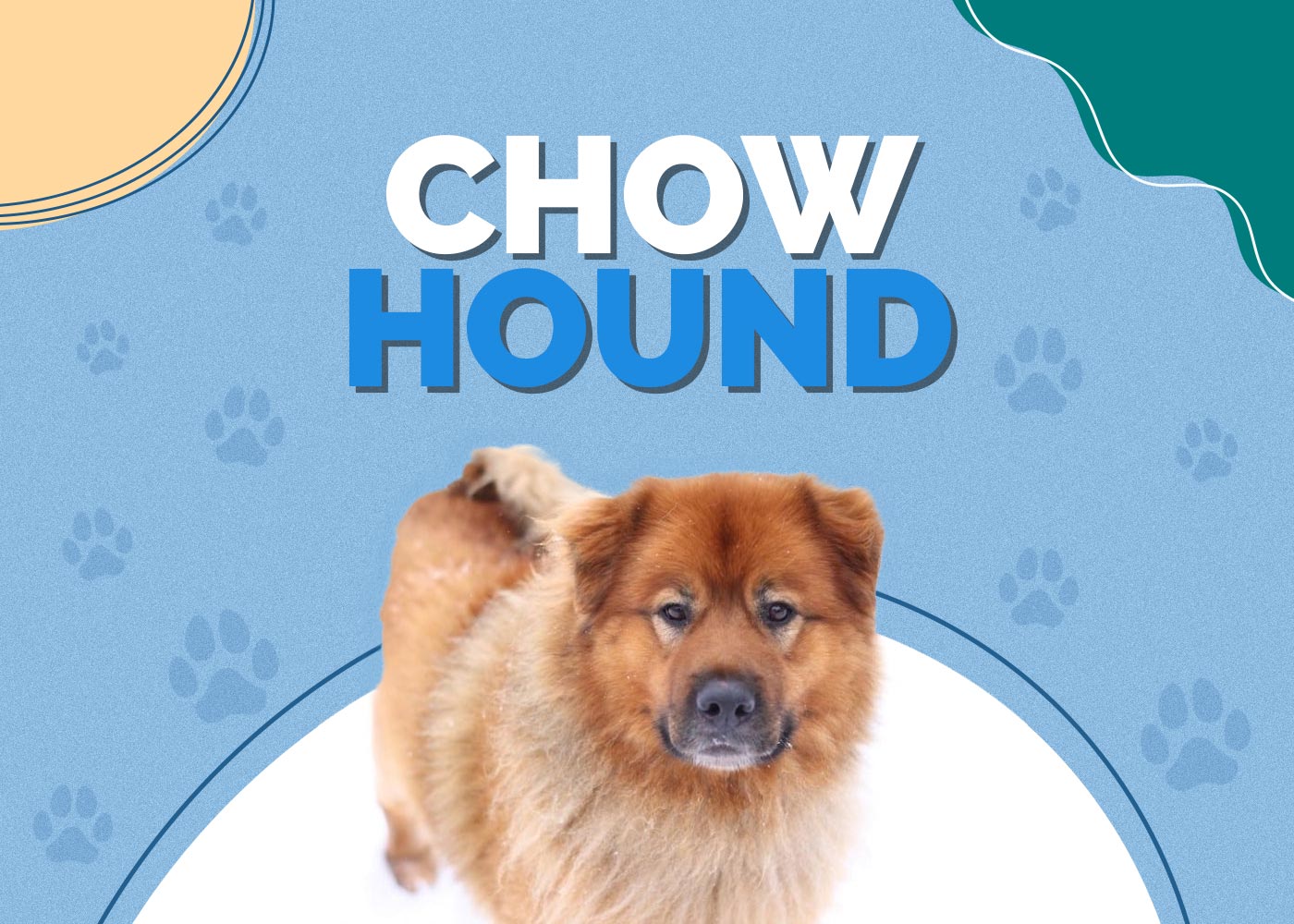 Chow Hound | Dog Breed Info: Pictures, Personality & Facts