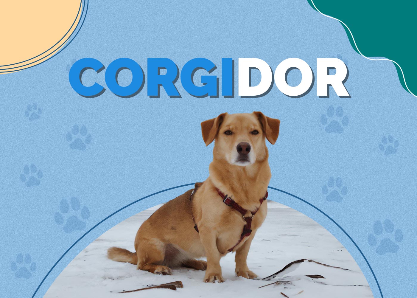 Corgidor (Labrador & Corgi Mix) Info, Pictures, Facts, Traits