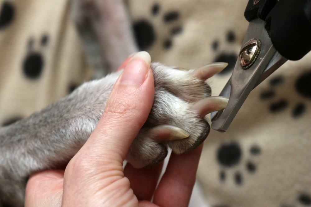 9 Best Large Dog Nail Clippers in 2026 - Reviews & Top Picks
