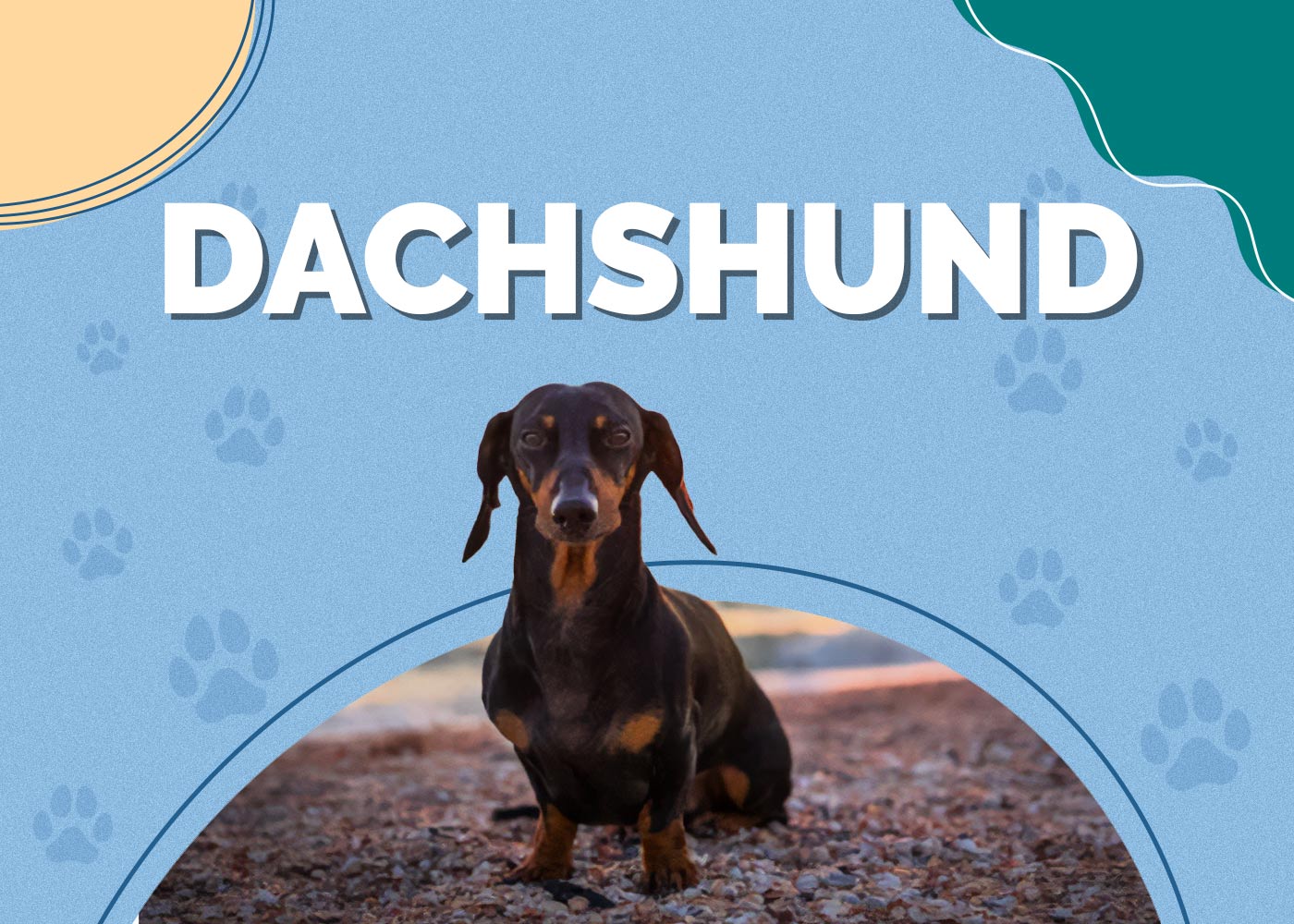Dachshund Dog Breed: Info, Pictures, Traits & More