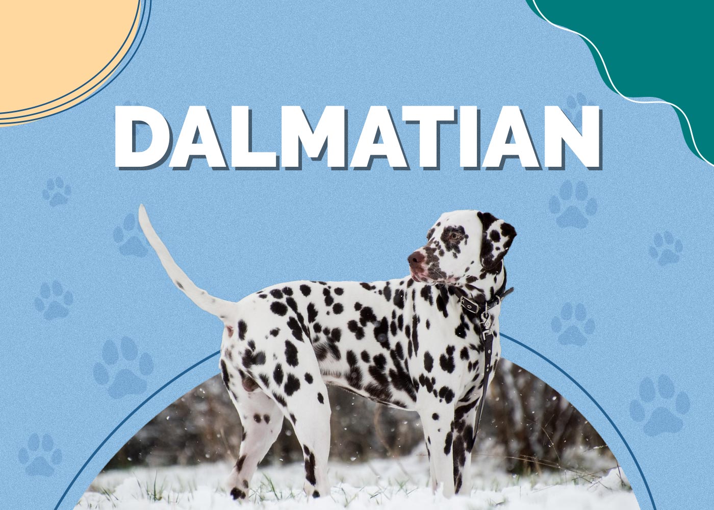 Dalmatian Dog Breed: Info, Pictures, Facts & Traits