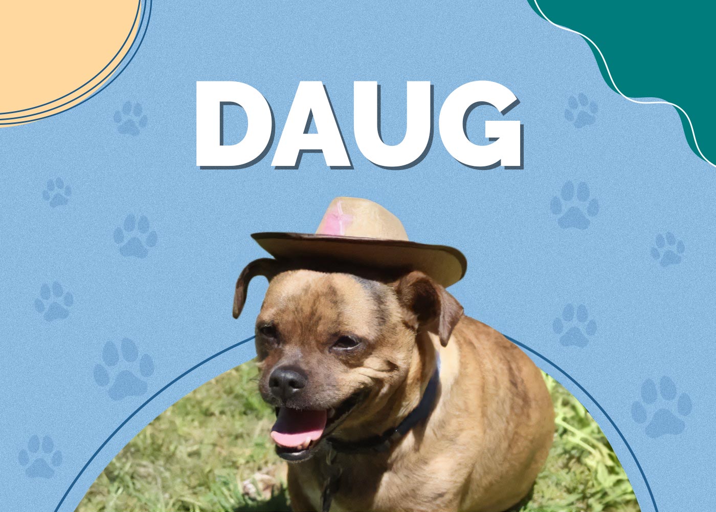 Daug (Pug & Dachshund Mix) Info, Pictures, Traits, Facts