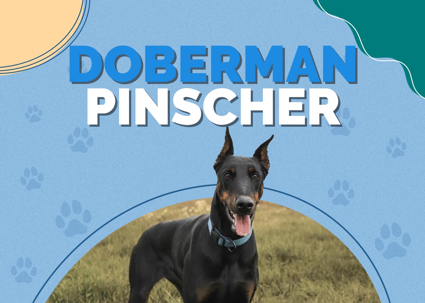 Doberman Pinscher Dog Breed Info: Pictures, Traits & Facts