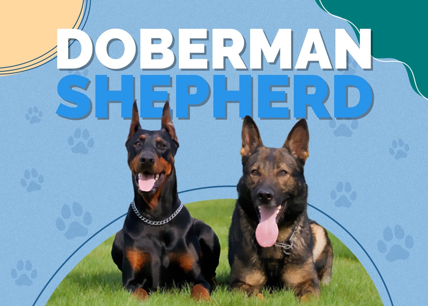 Doberman Shepherd (Doberman Pinscher & German Shepherd Mix): Info, Pictures, Characteristics & Facts