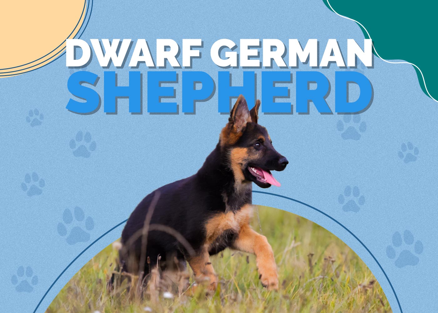 Dwarf German Shepherd: Info, Pictures, Origin & History
