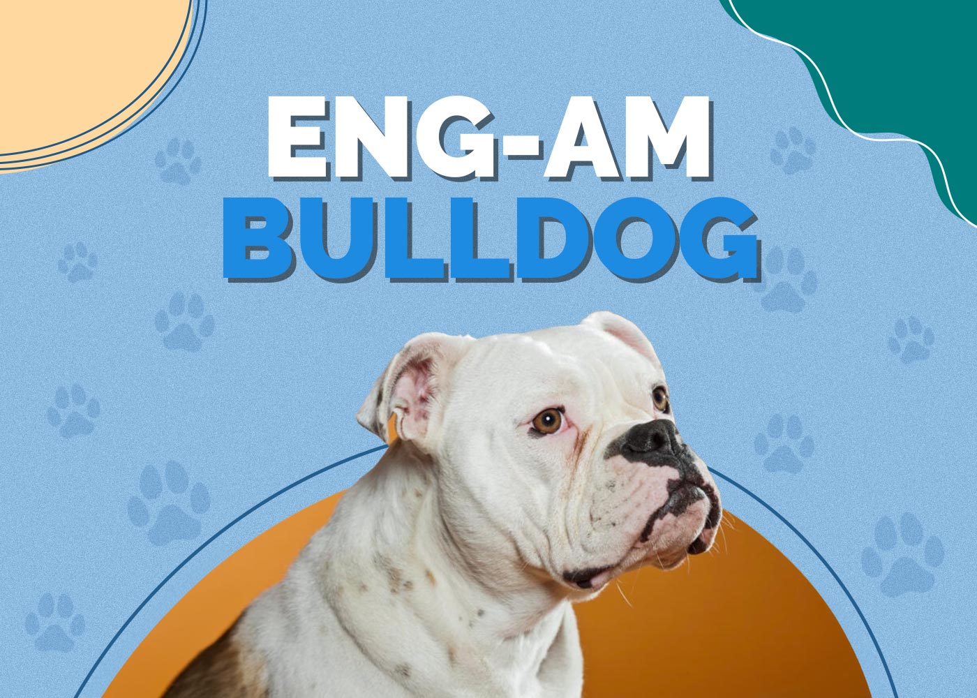 EngAm Bulldog