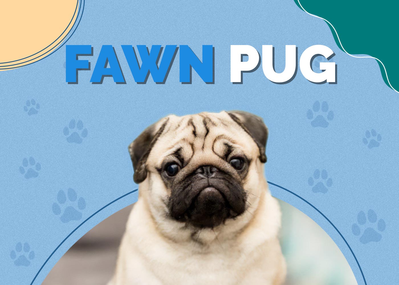 Fawn Pug: Pictures, Facts, Origin & History