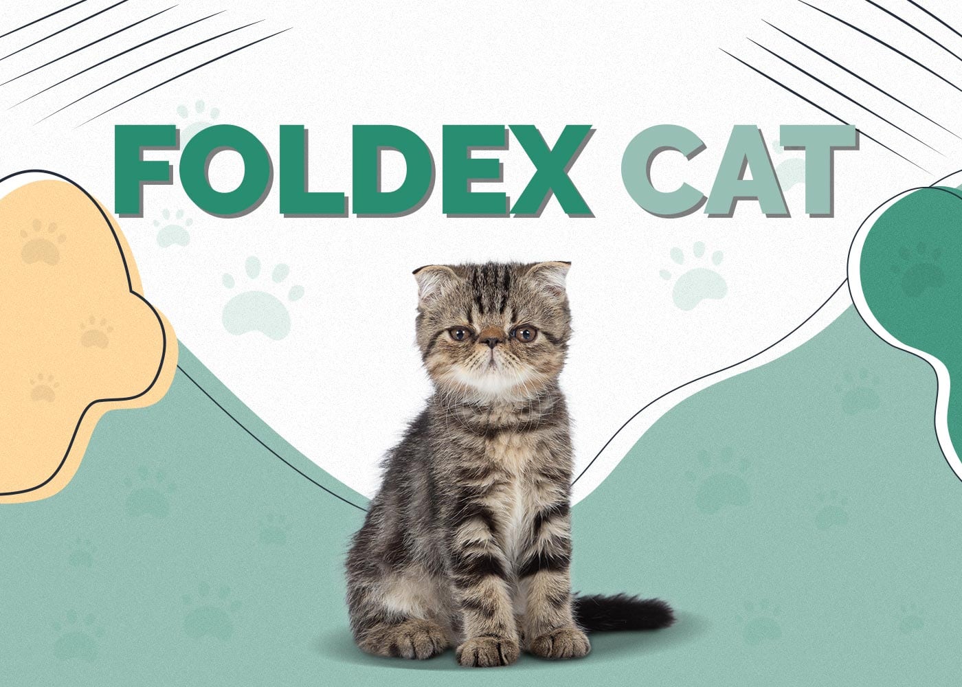 Foldex Cat (Exotic Fold): Info, Pictures, Characteristics & Facts