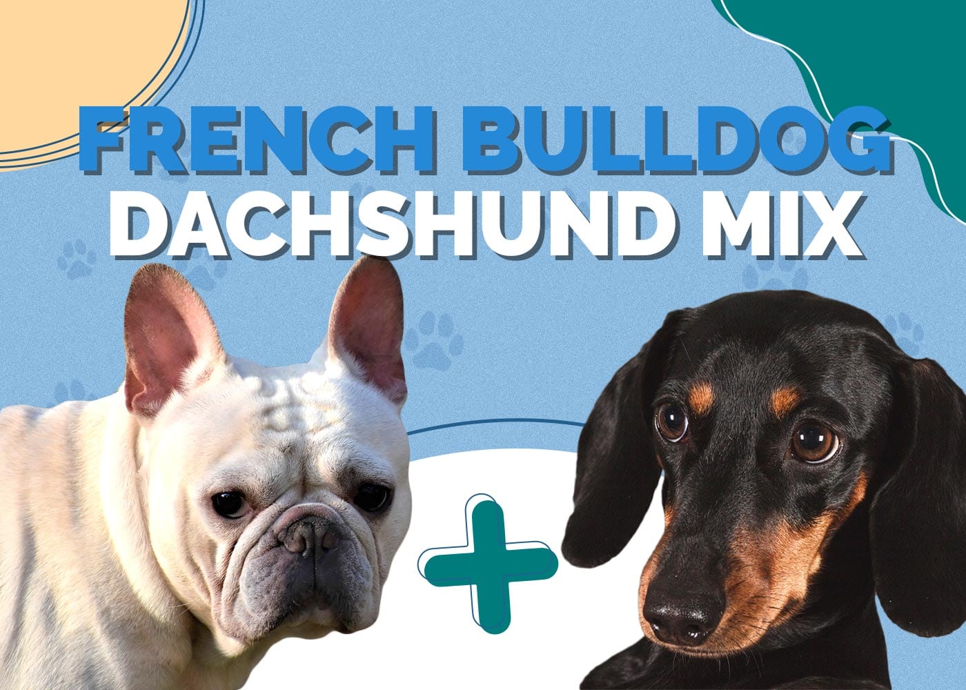 French Bulldog Dachshund Mix: Breed Info, Pictures, Characteristics & More