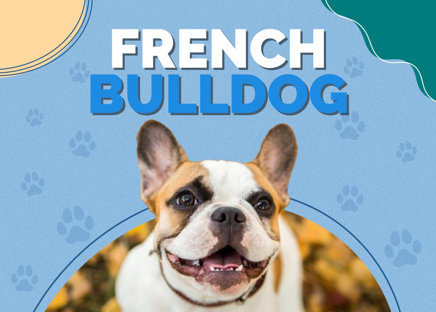 French Bulldog | Dog Breed Info: Pictures, Personality & Facts