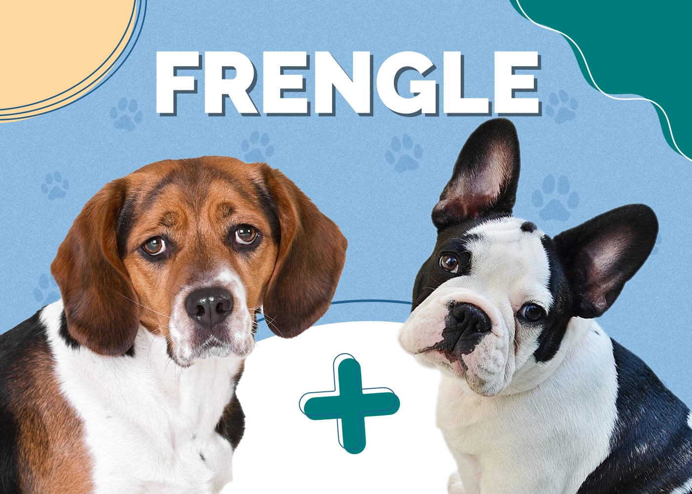 Frengle (French Bulldog & Beagle Mix): Breed Info, Pictures & Traits