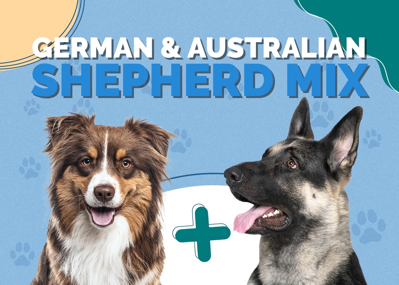 German & Australian Shepherd Mix: Info, Pictures, Traits & More