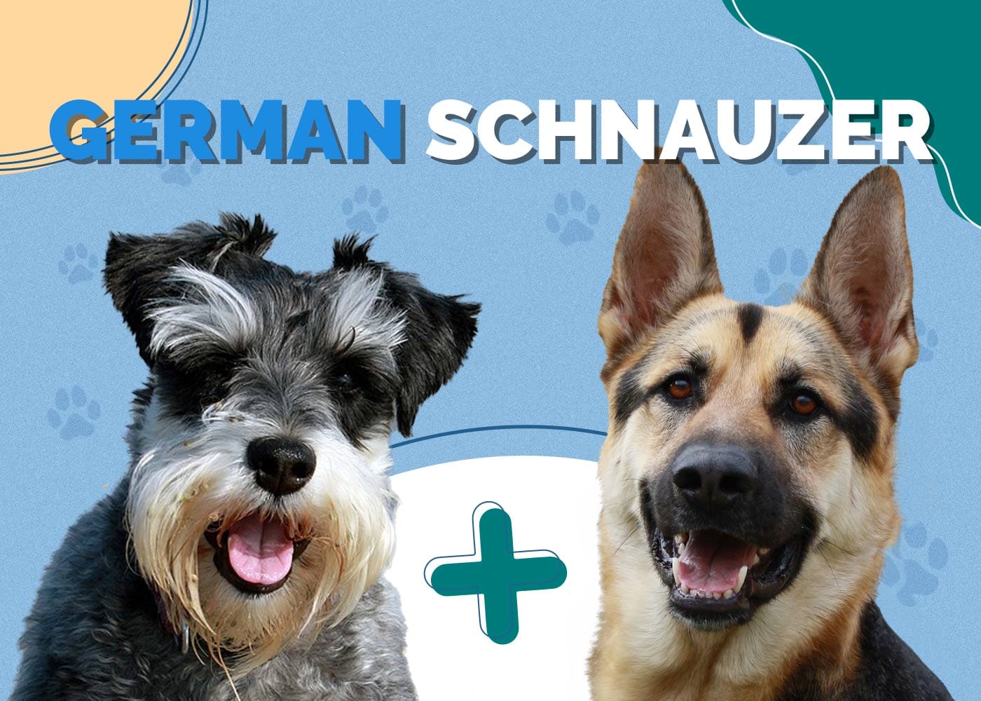 German Schnauzer (Schnauzer & German Shepherd Mix): Info, Pictures & More