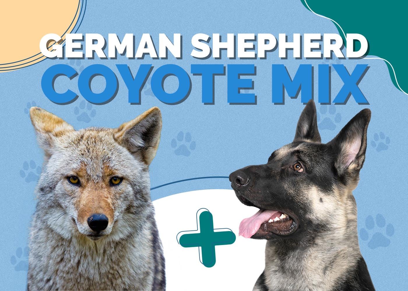 German Shepherd Coyote Mix: Info, Pictures, Characteristics & More