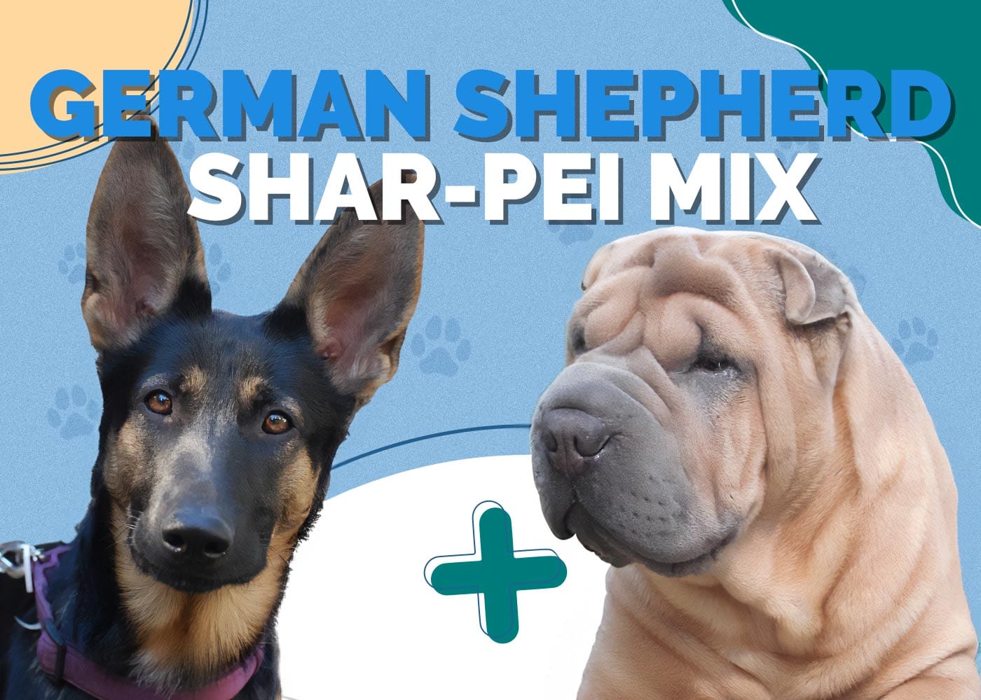 German Shepherd Shar-Pei Mix: Info, Pictures, Temperament & Traits