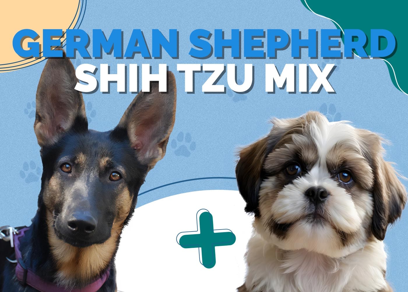 German Shepherd Shih Tzu Mix: Info, Pictures, Temperament & Traits