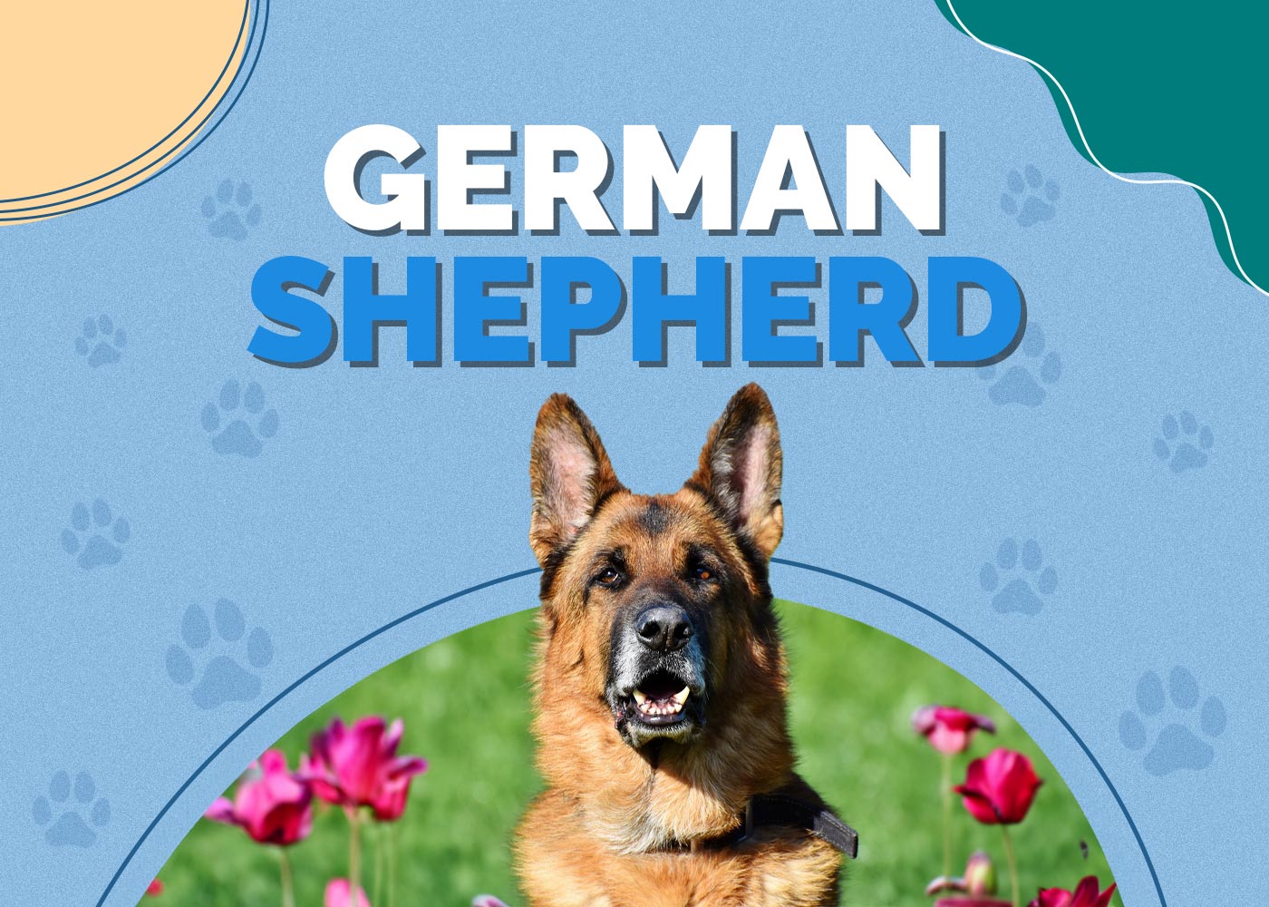 German Shepherd Dog Breed Info: Pictures, Puppies, Traits & Facts