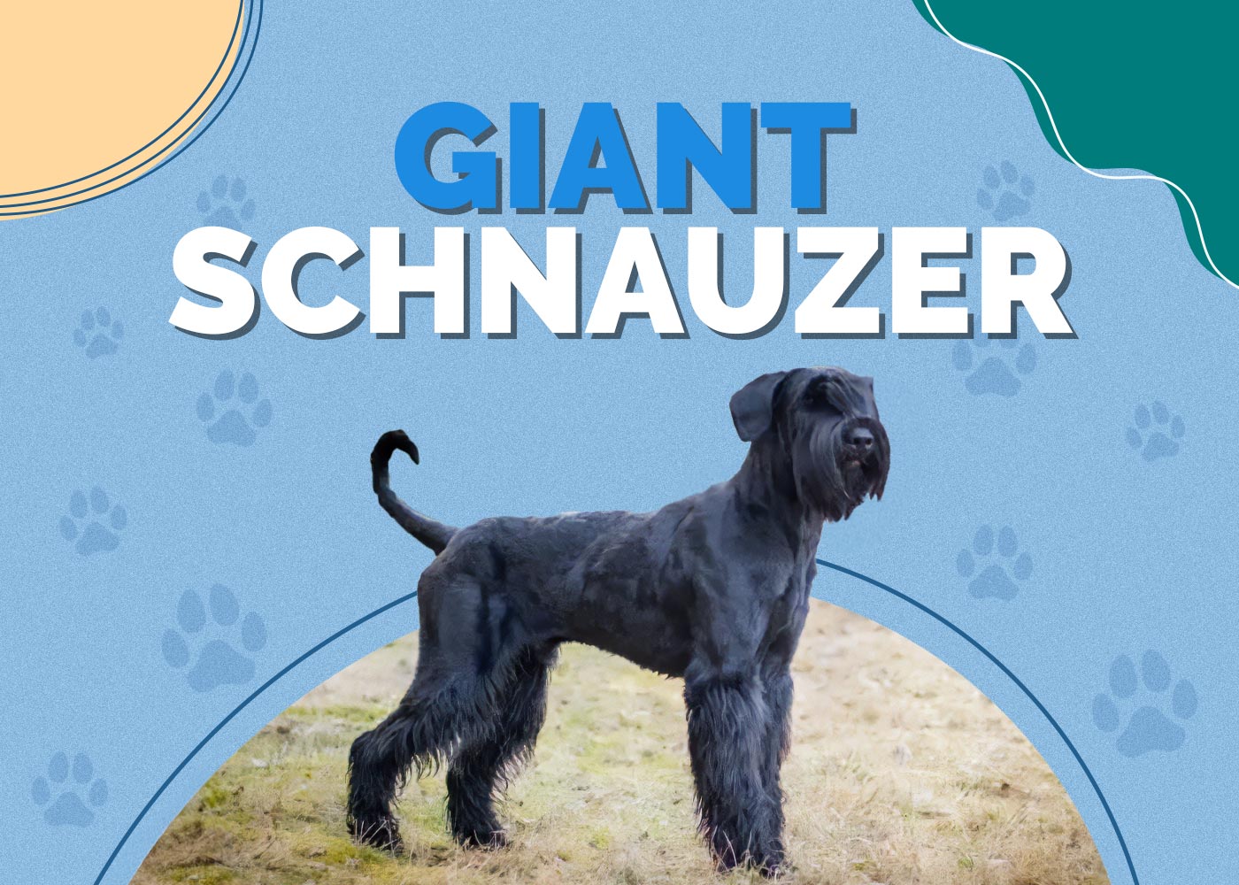 Giant Schnauzer Dog Breed: Info, Pictures, Characteristics & More