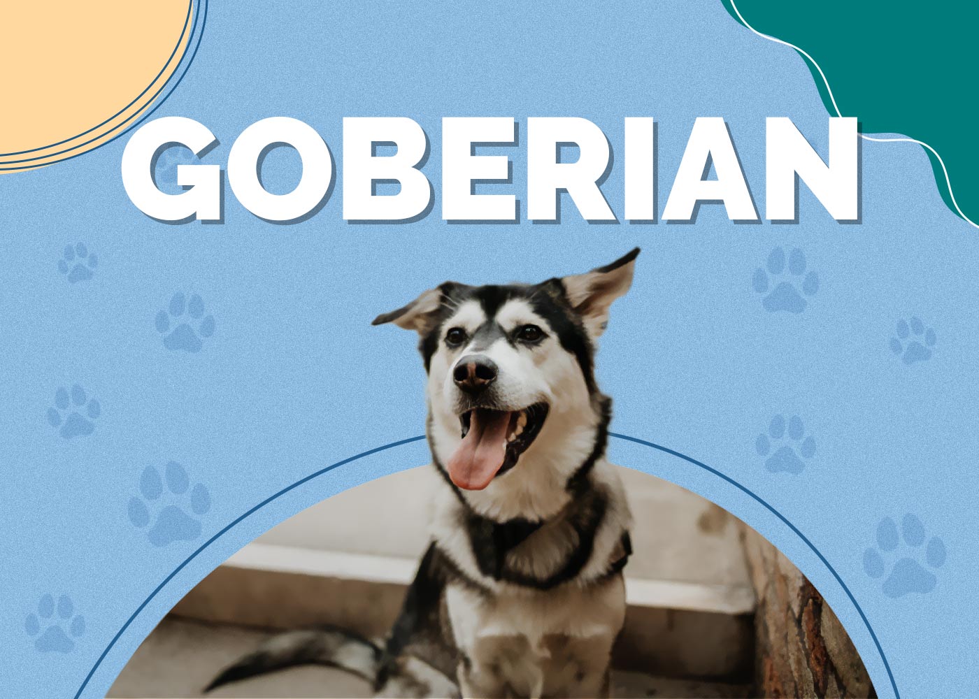 Goberian (Siberian Husky & Golden Retriever Mix): Info, Pictures, Characteristics & Facts