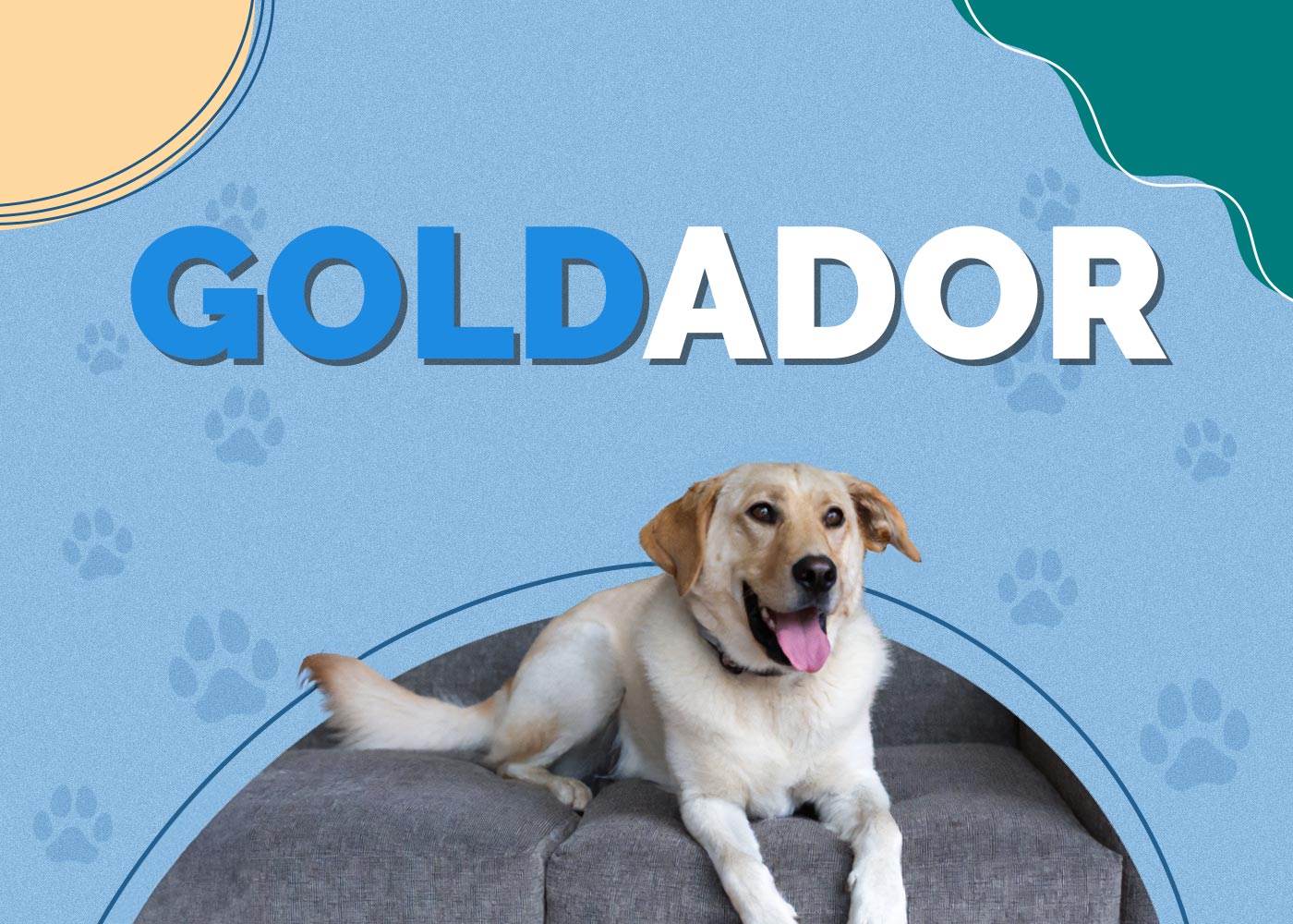Goldador (Labrador & Golden Retriever Mix): Dog Breed Info, Pictures & Traits