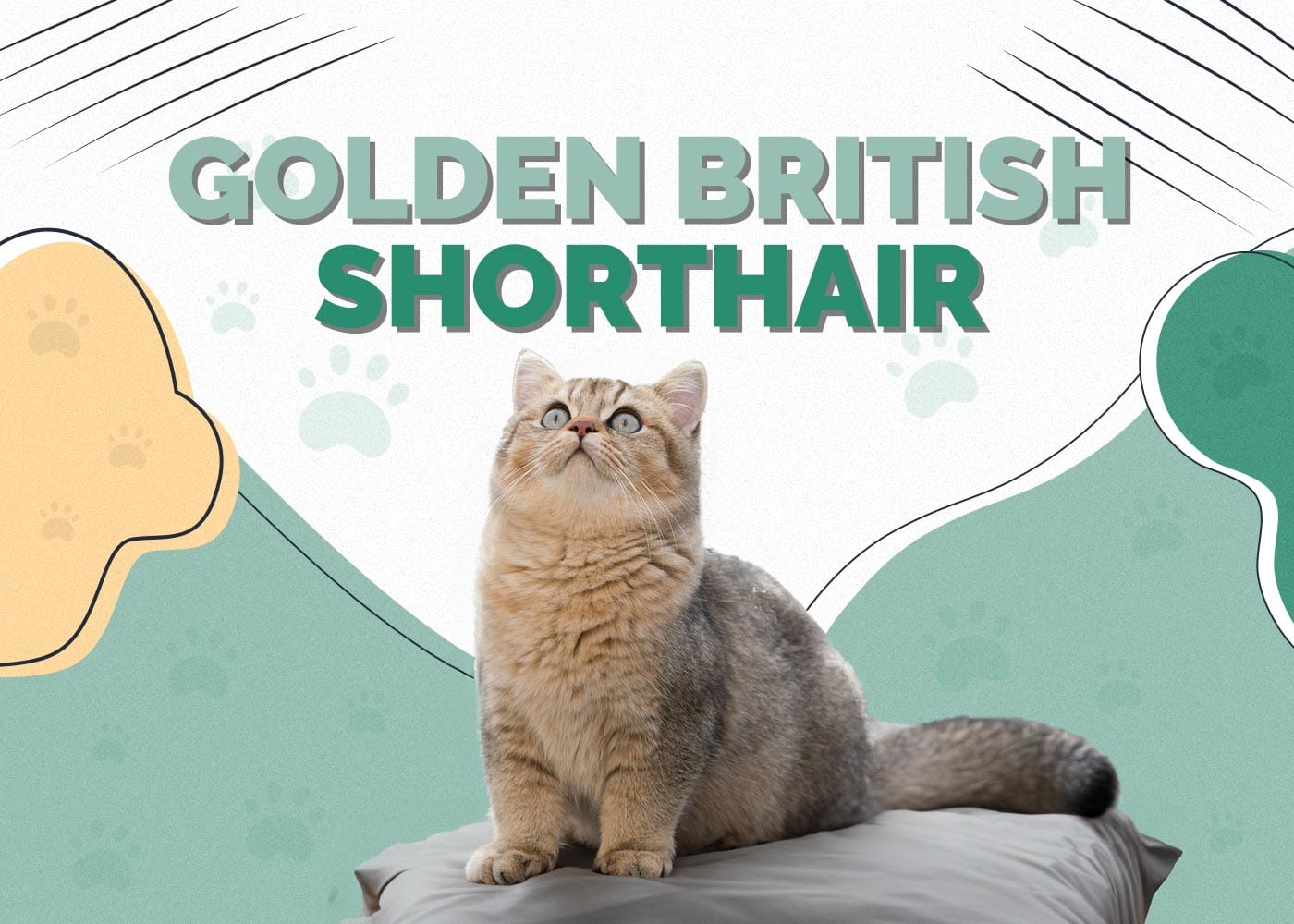 Golden British Shorthair: Facts, Pictures, Origin & History