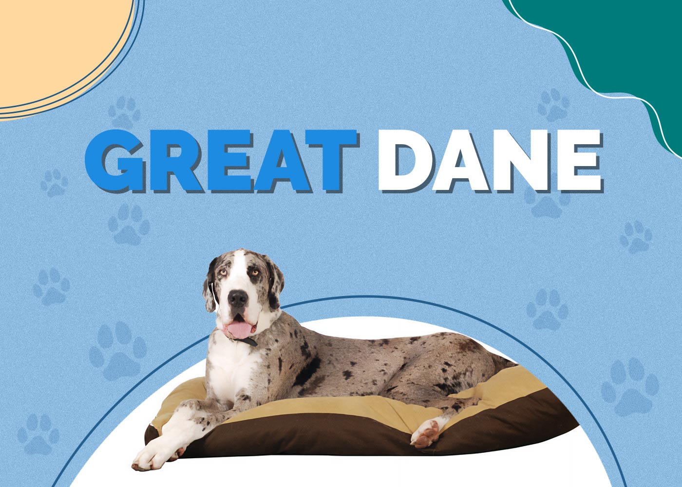 Great Dane Dog Breed: Info, Pictures, Traits & More