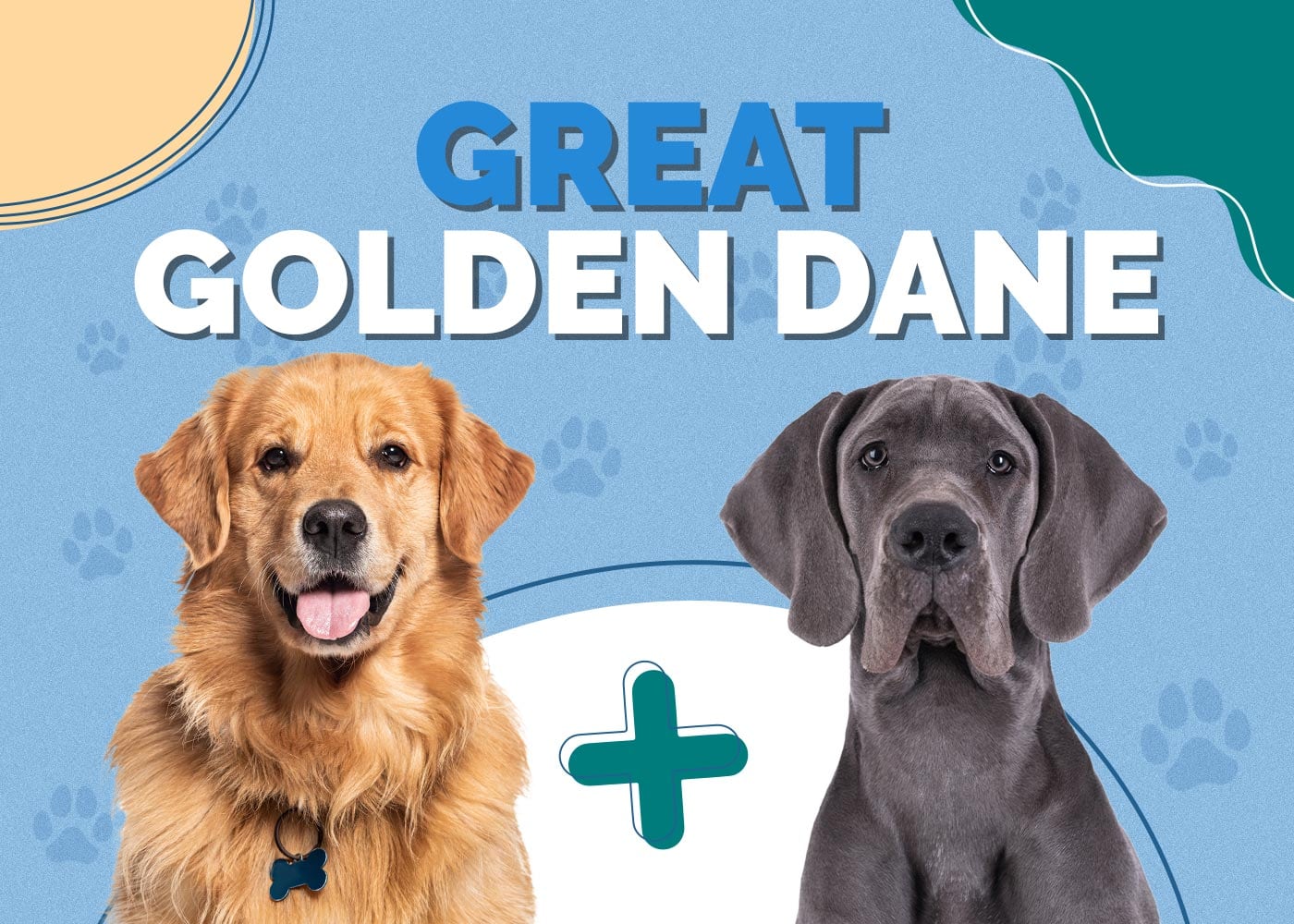 Great Golden Dane (Golden Retriever & Great Dane Mix): Info, Pictures, Characteristics & Facts
