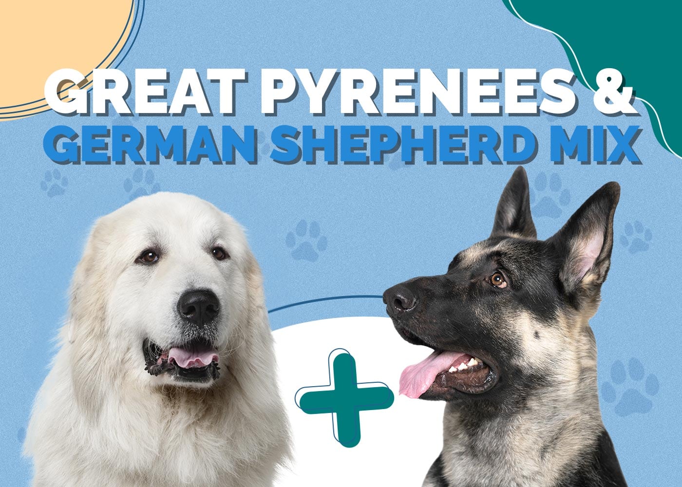 Great Pyrenees & German Shepherd Mix: Info, Pictures, Characteristics & Facts
