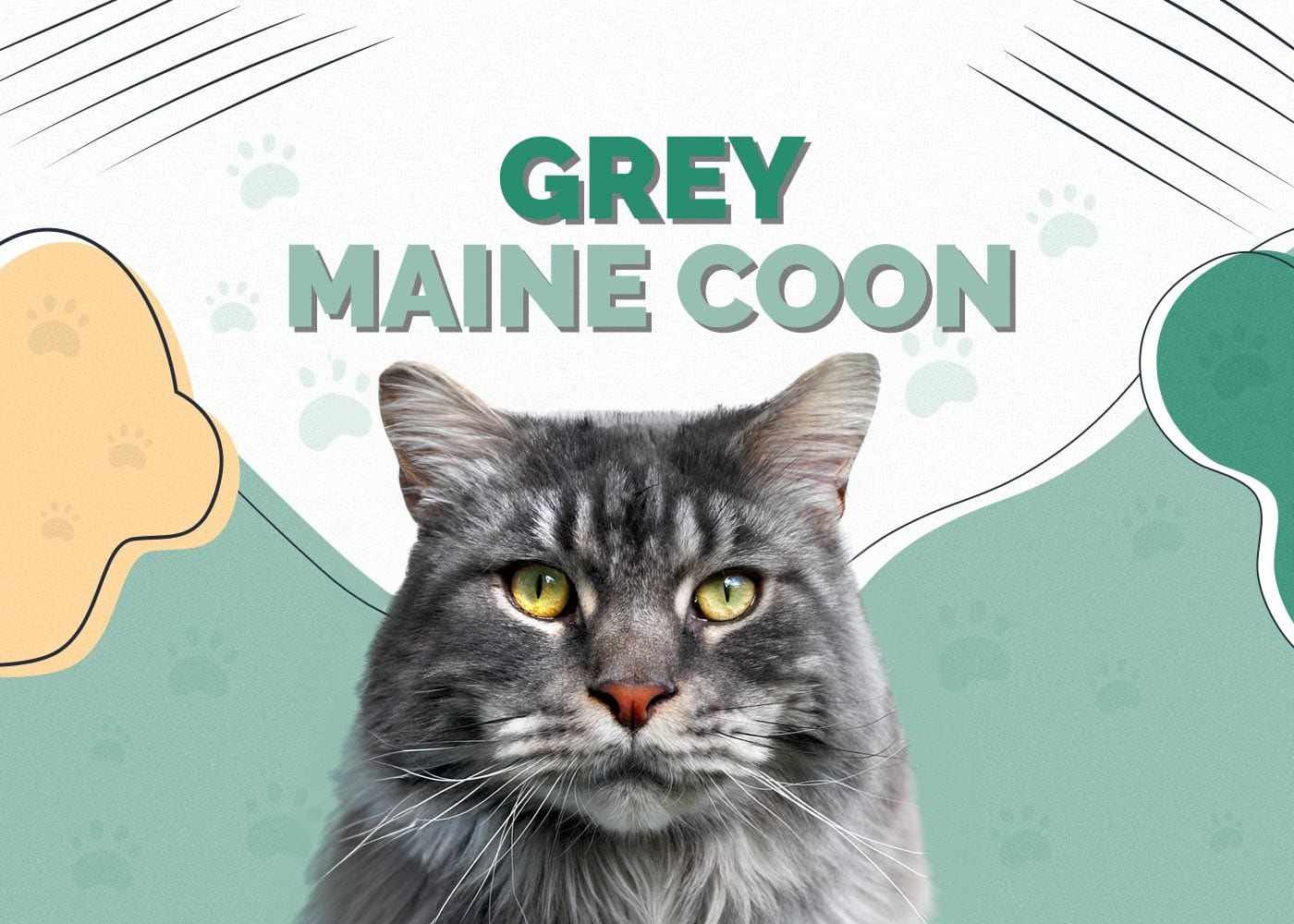 Grey Maine Coon: Facts, Origin & History (With Pictures)