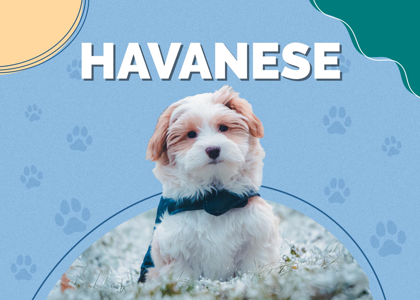 Havanese Dog Breed: Pictures, Info, Temperament & Traits