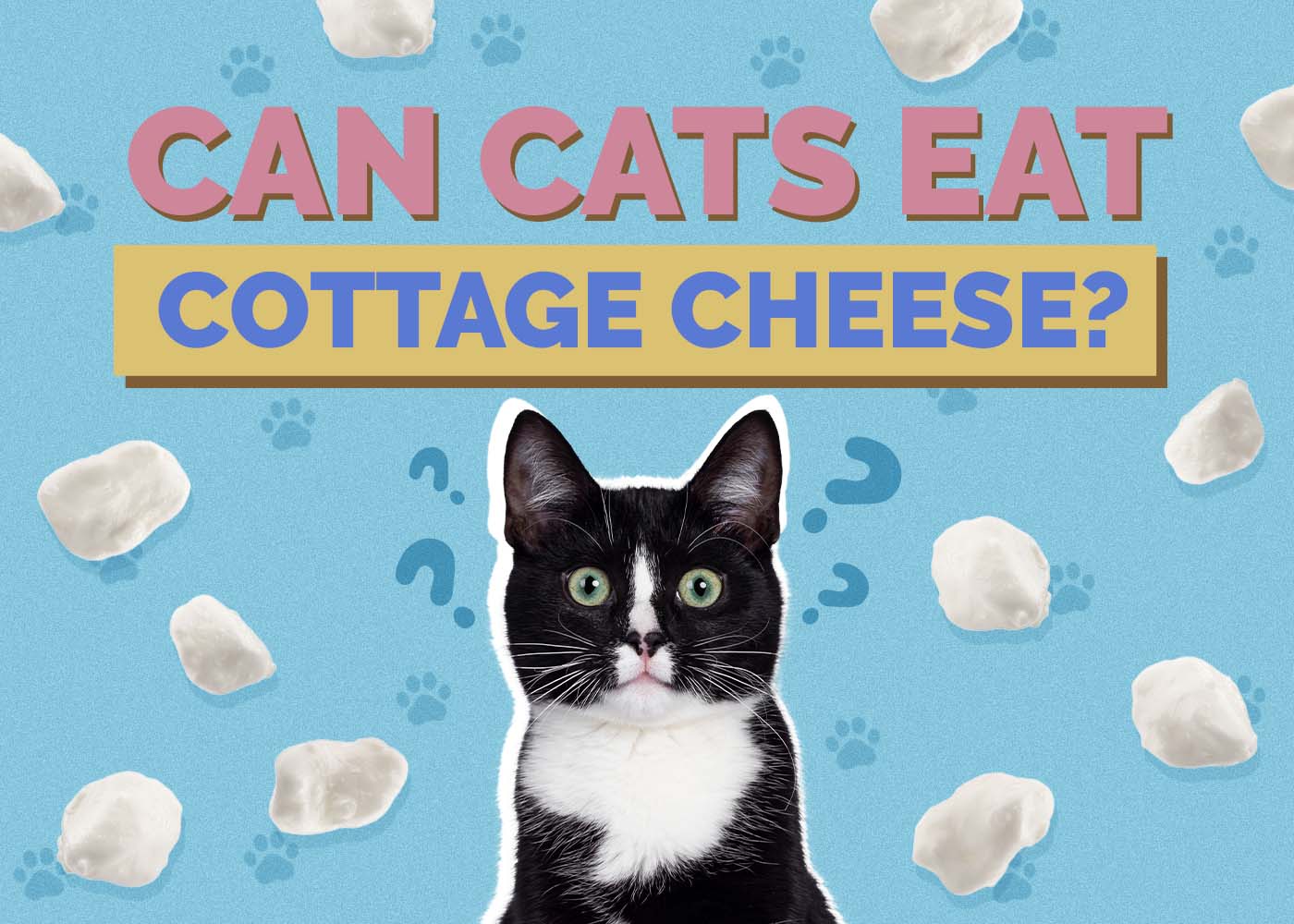 Can Cats Eat Cottage Cheese? Vet Approved Facts & FAQ