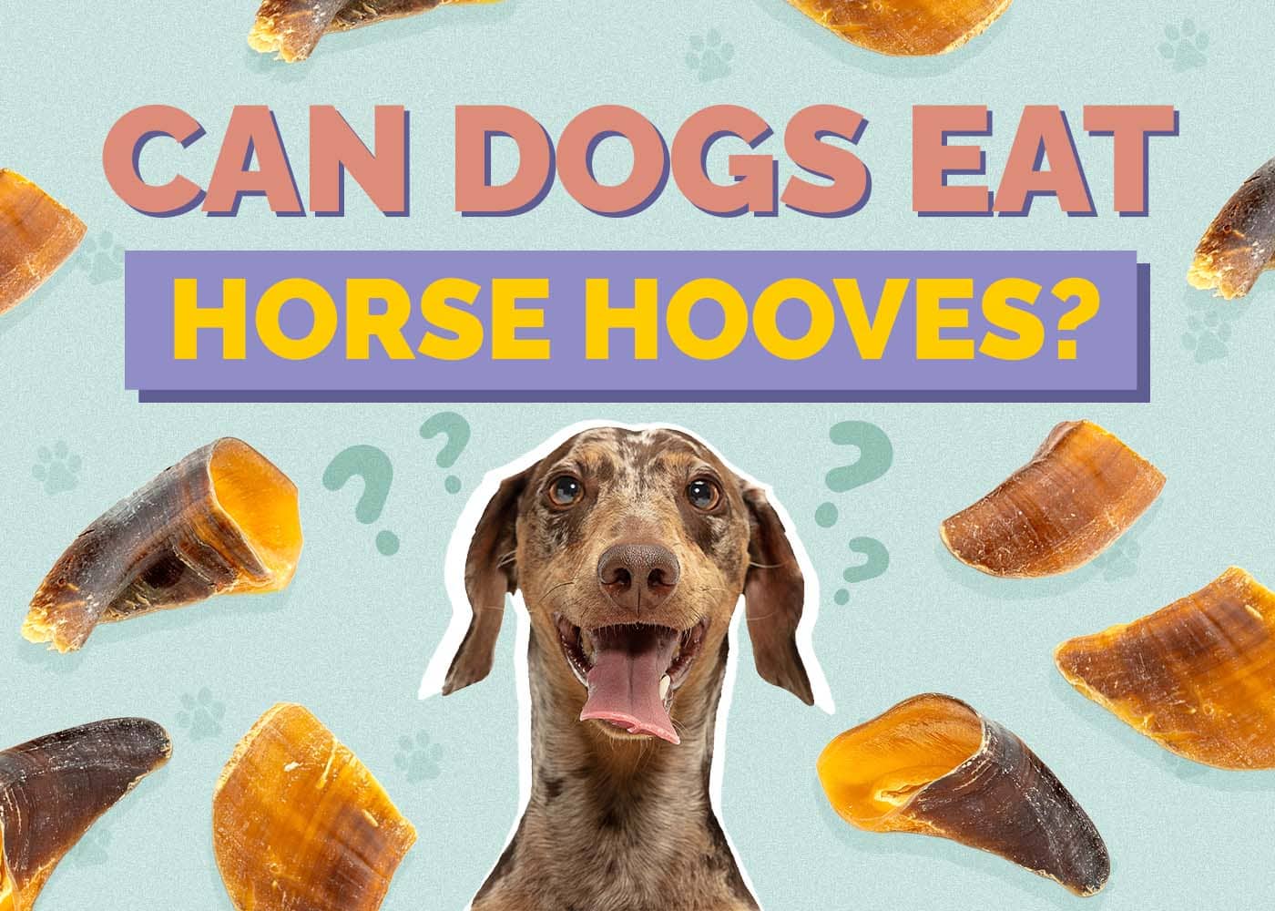 Can Dogs Eat Horse Hooves? Vet Reviewed Health Concerns