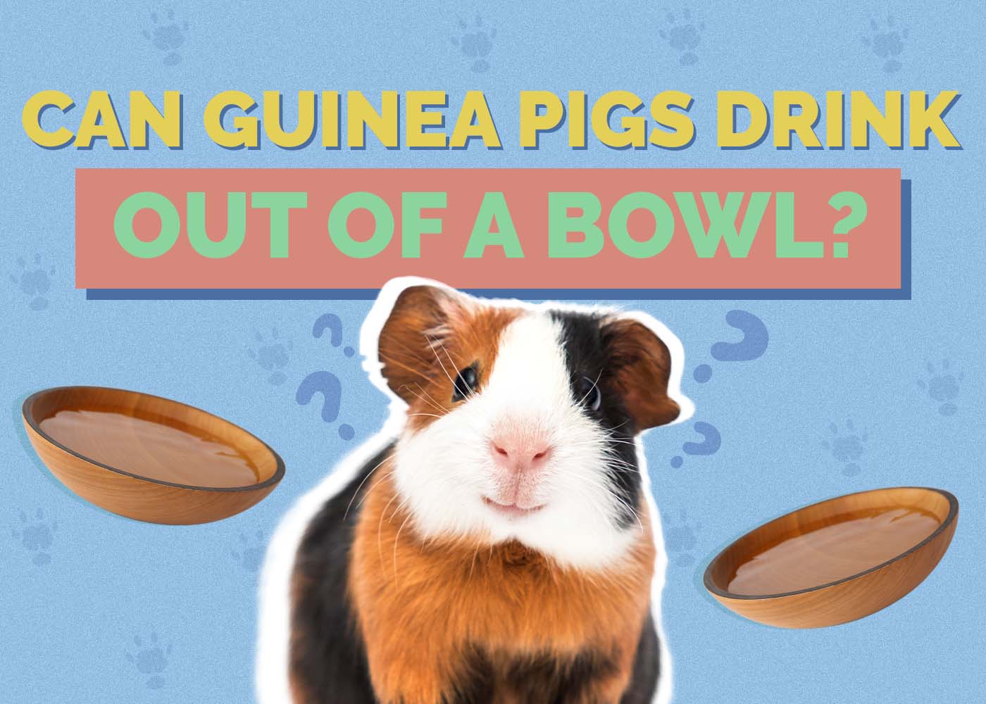 Can Guinea Pigs Drink Out of a Bowl? Vet-Approved Pros & Cons