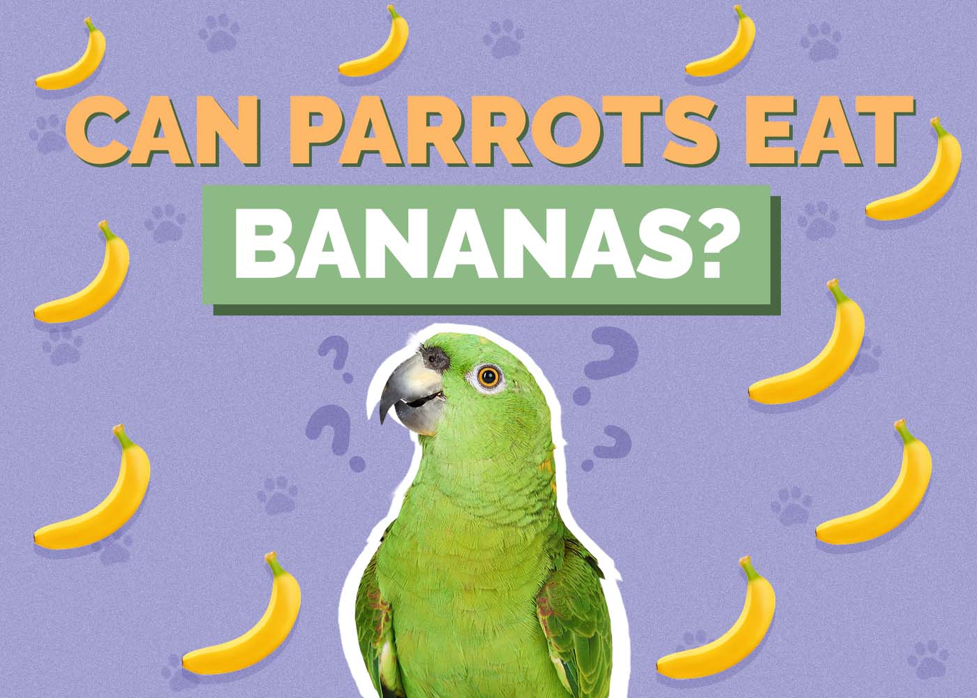Can Parrots Eat Bananas? Vet-Verified Nutrition Guide