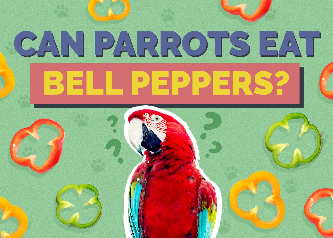 Can Parrots Eat Bell Peppers? Vet Reviewed Facts & Safety Tips