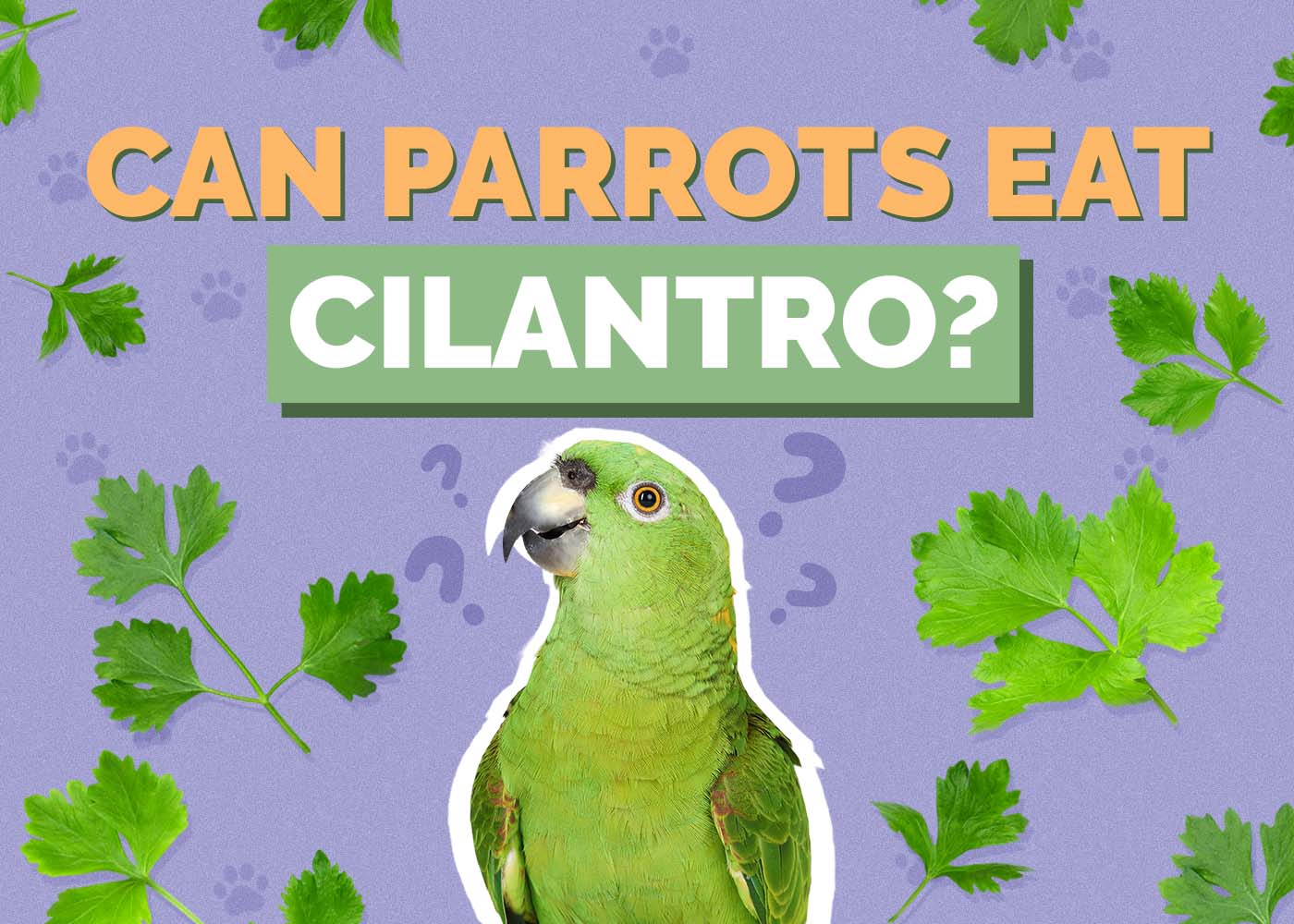 Can Parrots Eat Cilantro? Vet-Approved Facts & FAQ